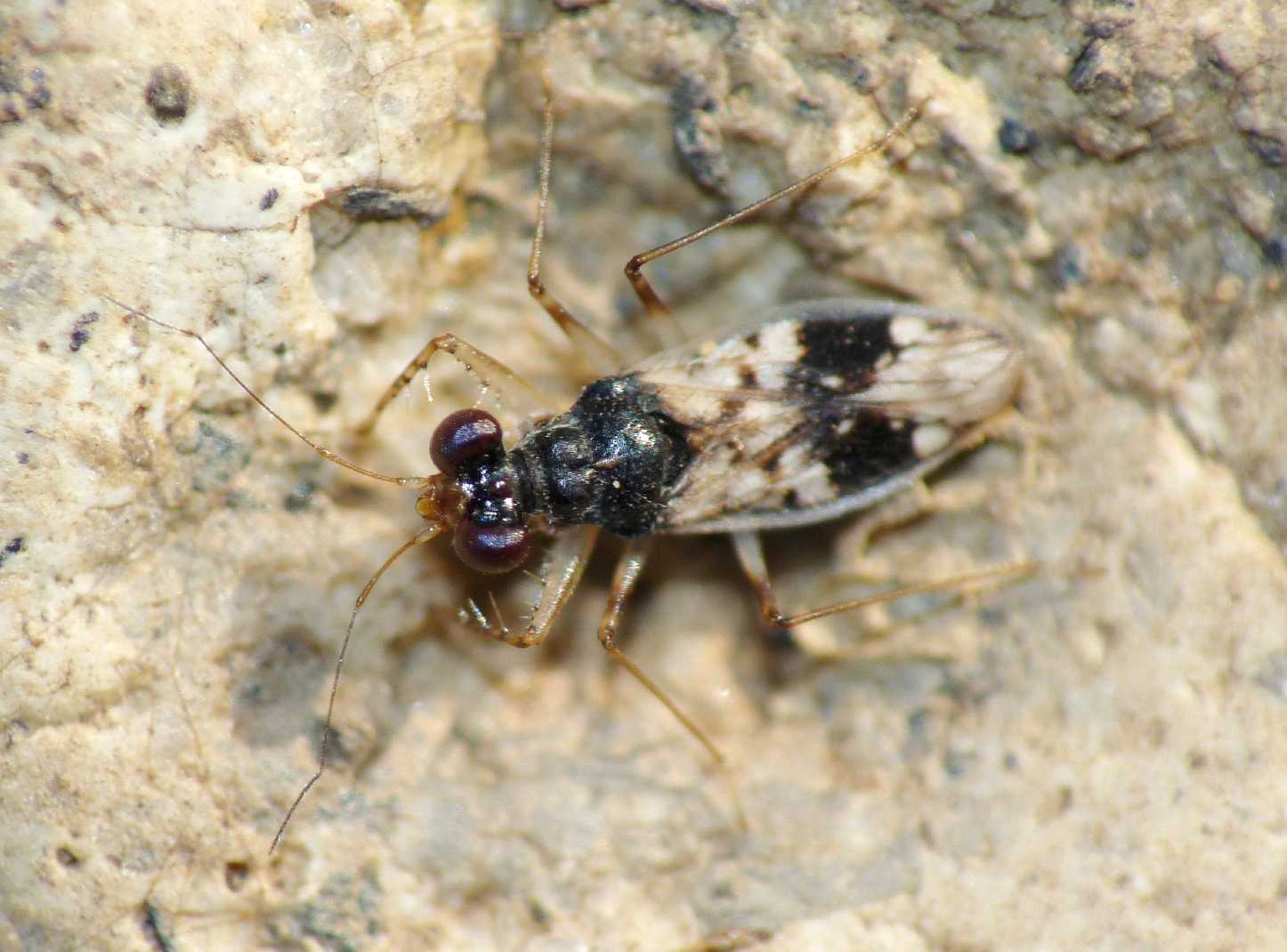 Leptopodidae: Leptopus hispanus del Lazio (Tolfa-Roma)